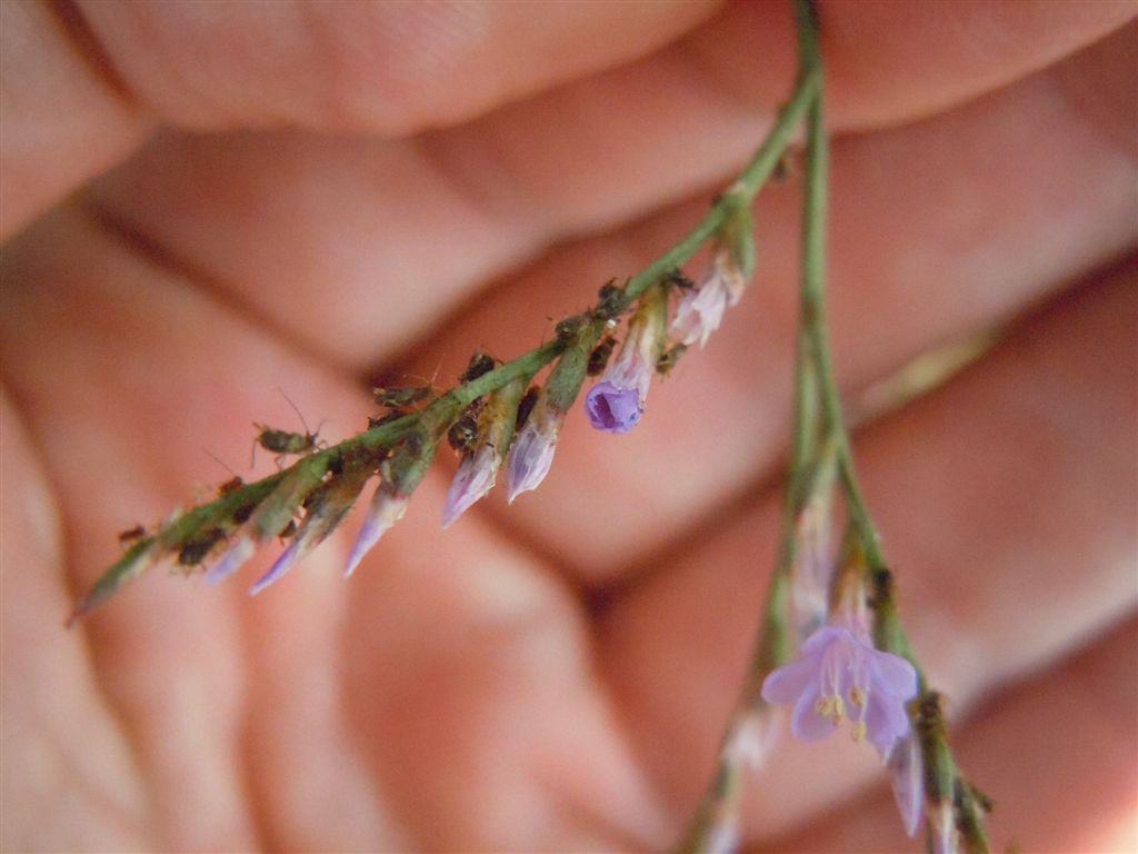 Limonium sp.